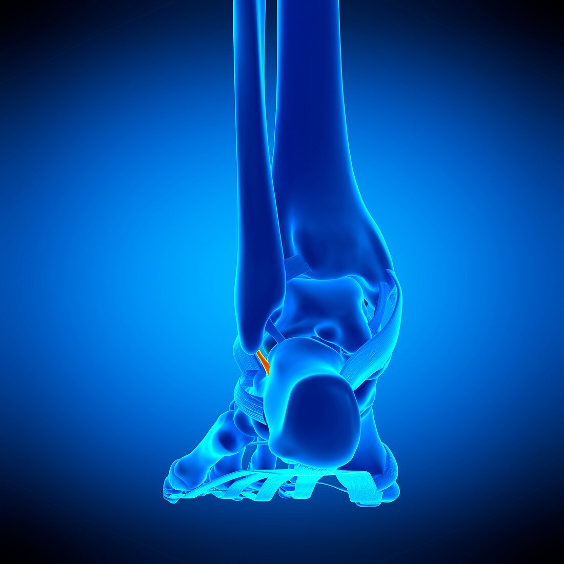 Ankle ligament, illustration