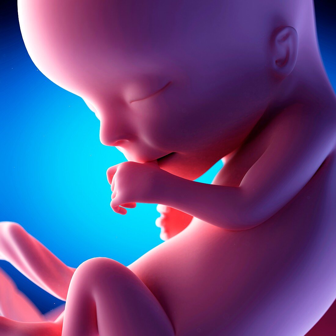 Human fetus at week 13 of gestation, illustration