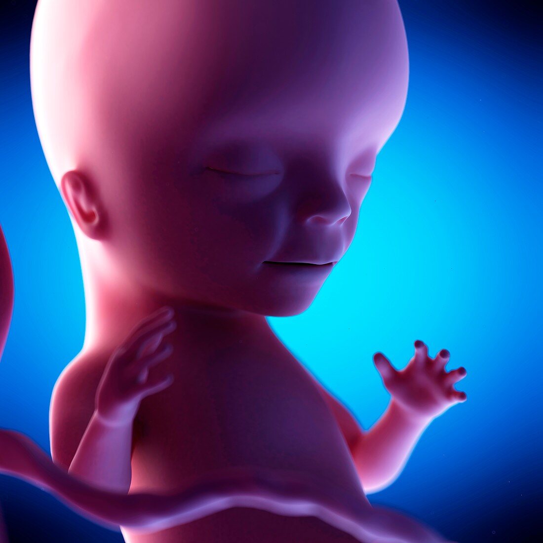 Human fetus at week 15 of gestation, illustration
