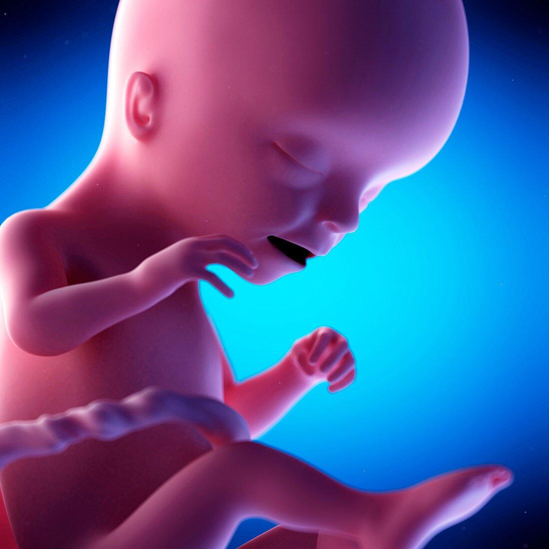 Human fetus at week 17 of gestation, illustration