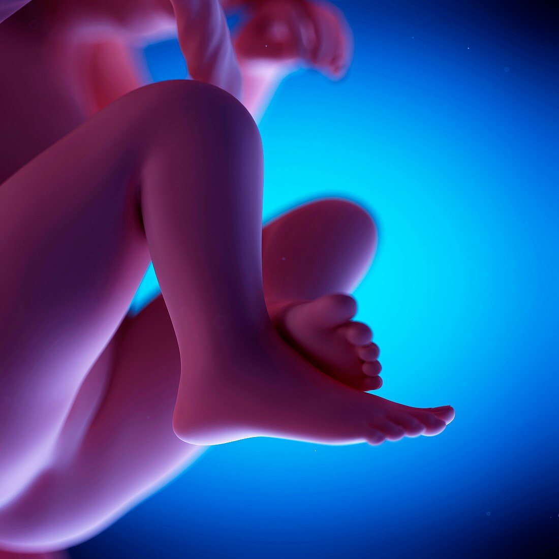 Human fetus at week 19 of gestation, illustration