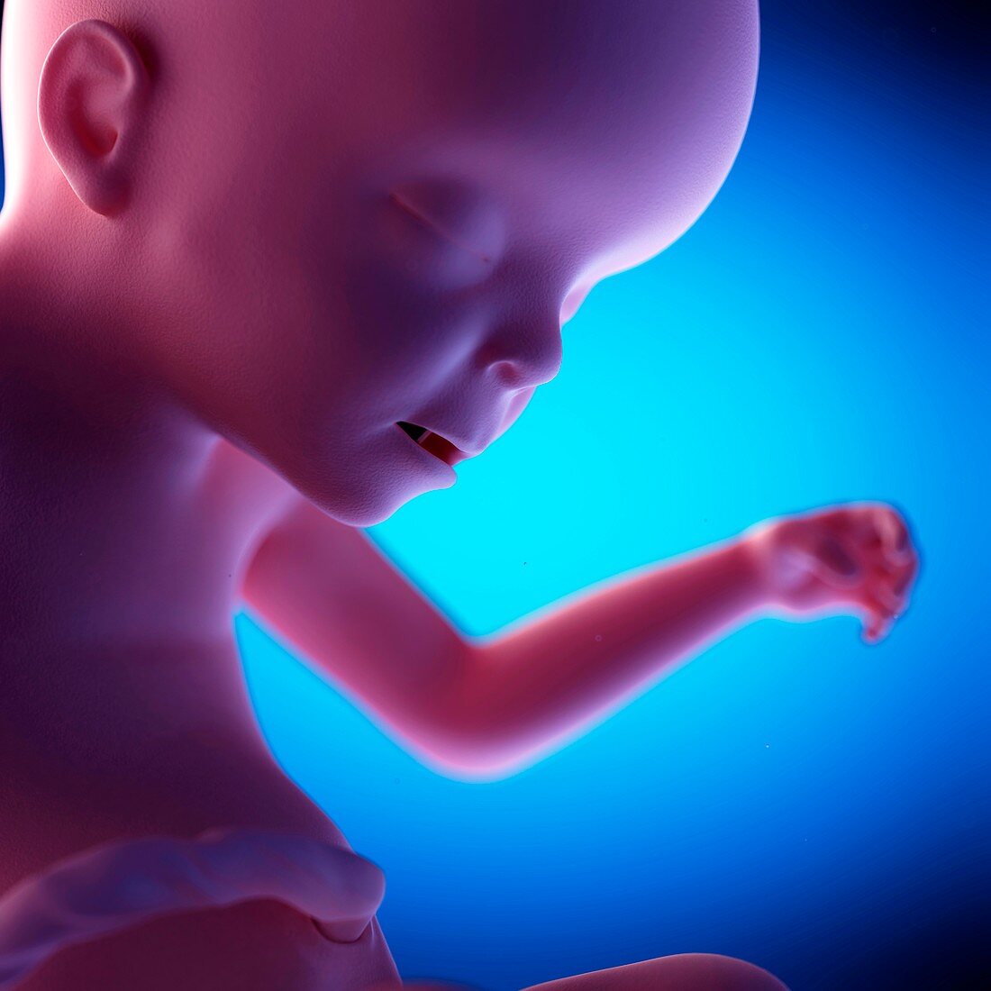 Human fetus at week 23 of gestation, illustration