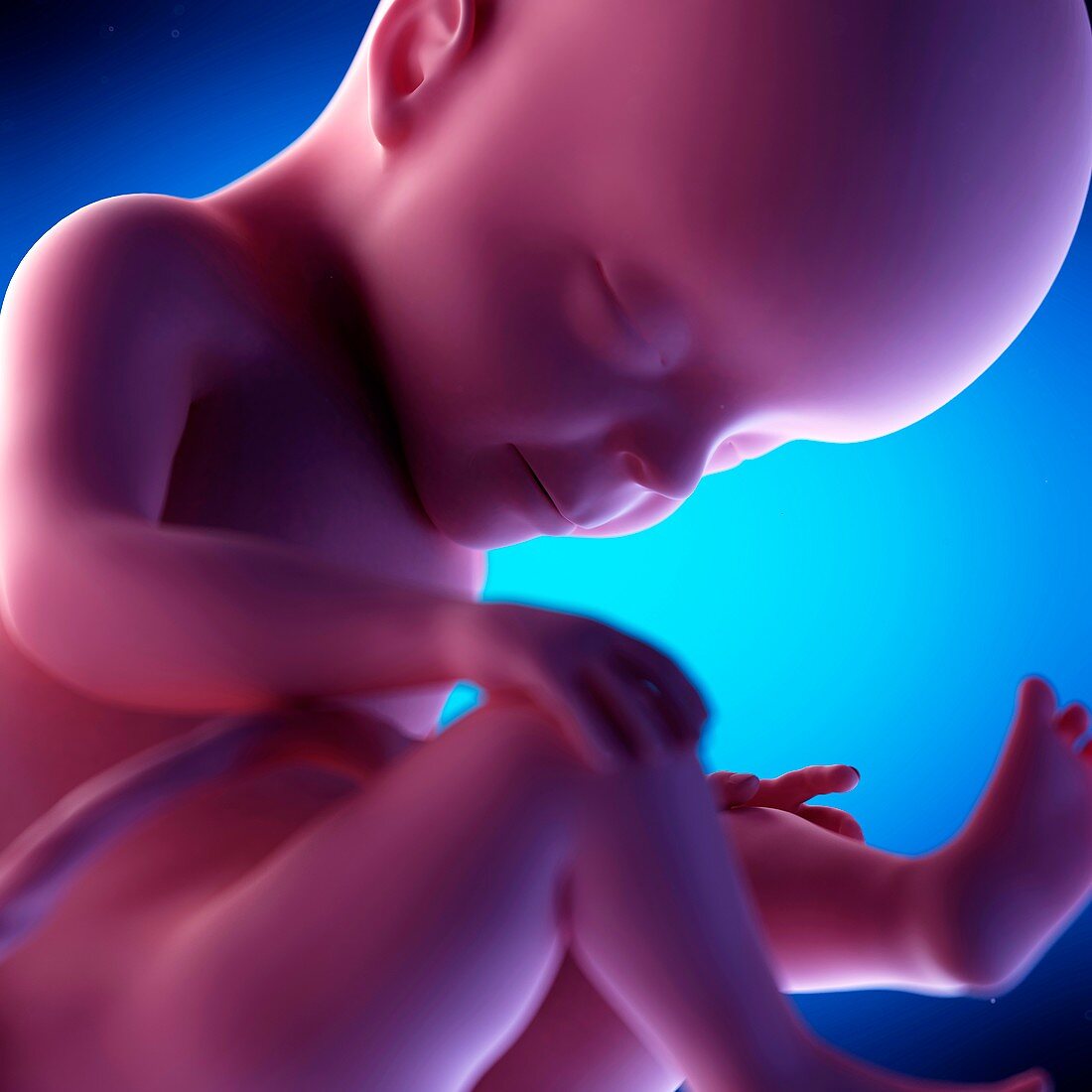 Human fetus at week 27 of gestation, illustration