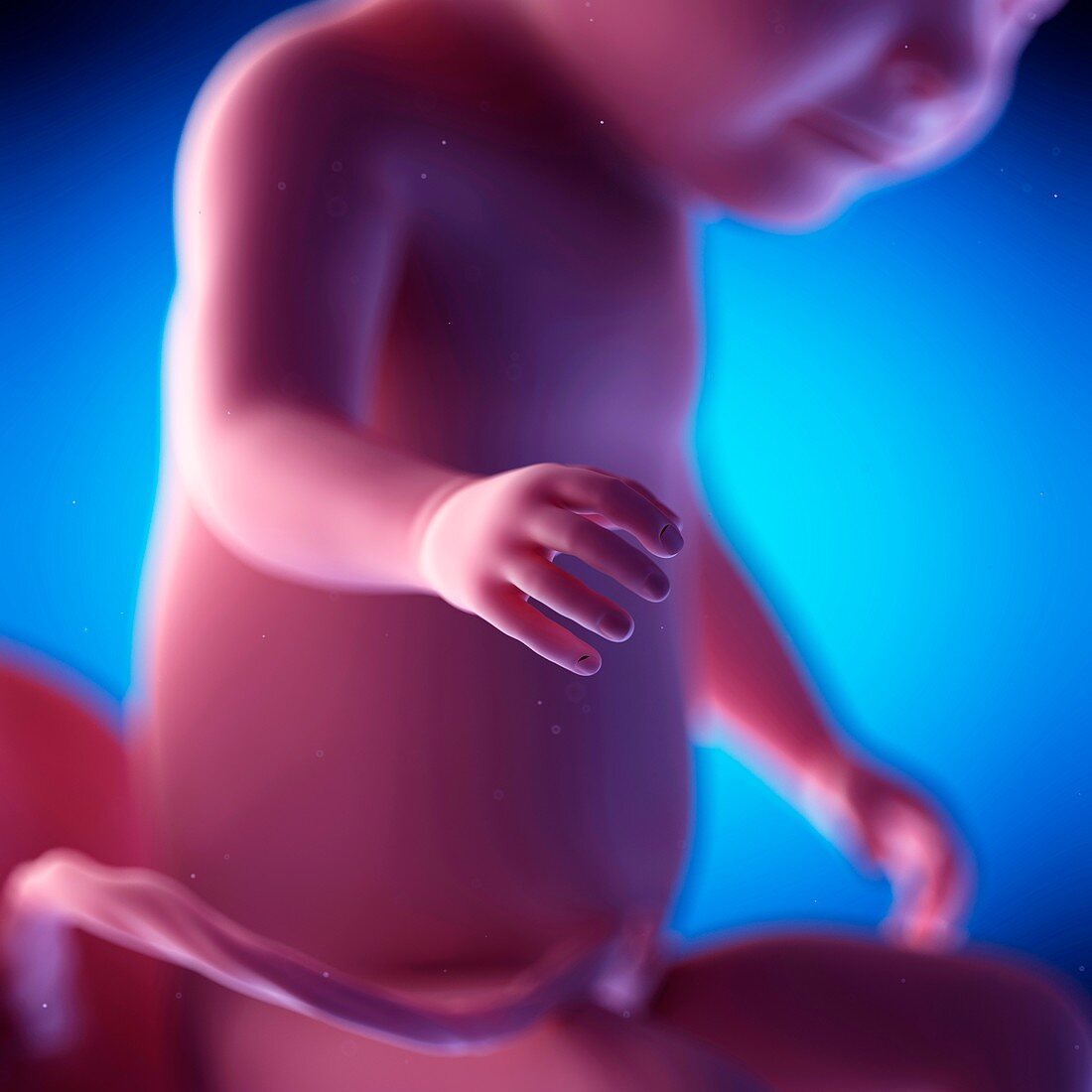Human fetus at week 31 of gestation, illustration