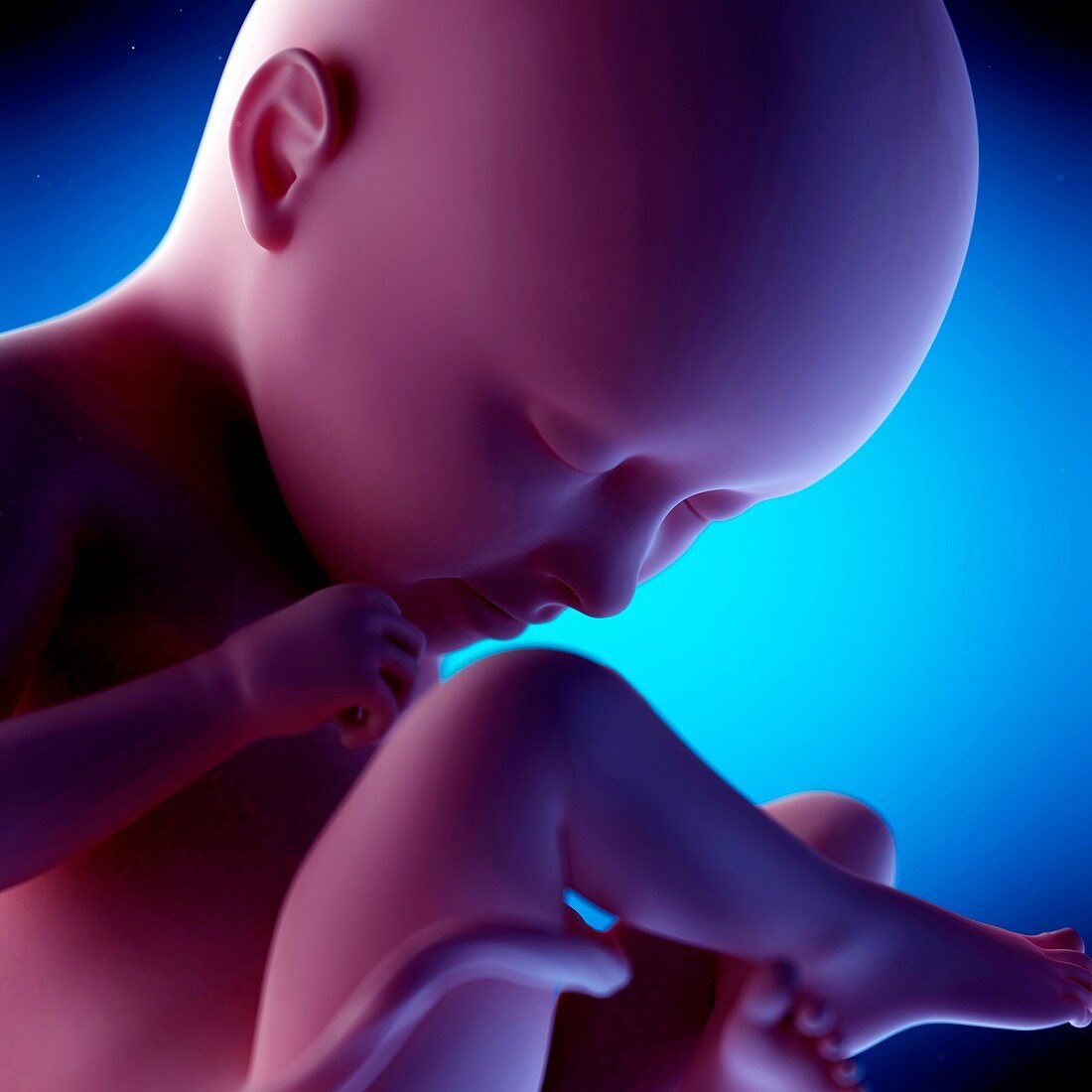 Human fetus at week 35 of gestation, illustration