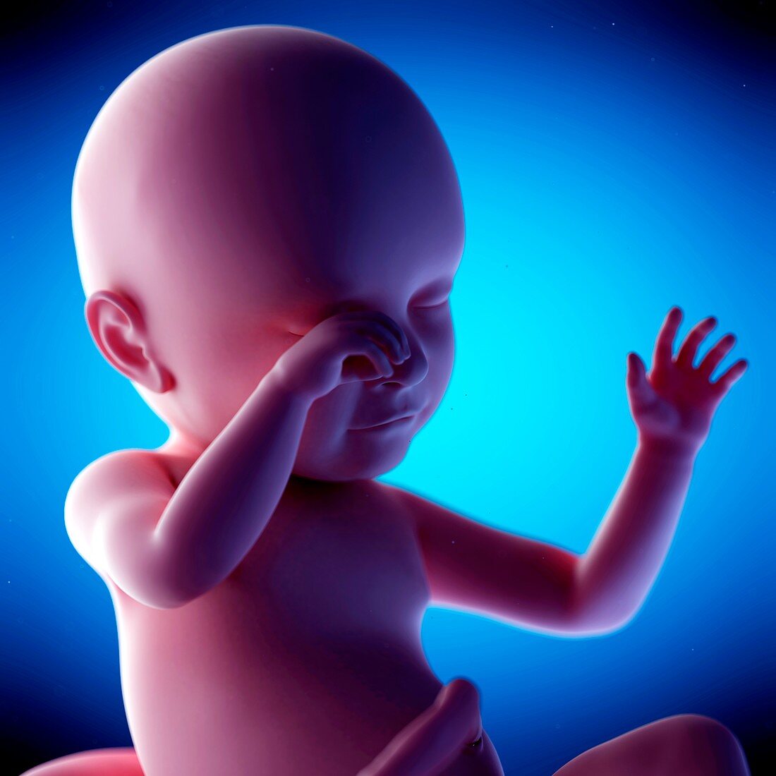 Human fetus at week 39 of gestation, illustration