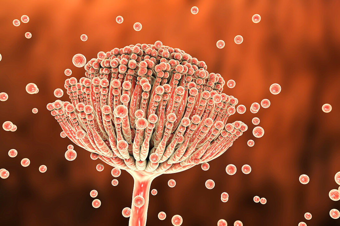 Aspergillus fungus, illustration