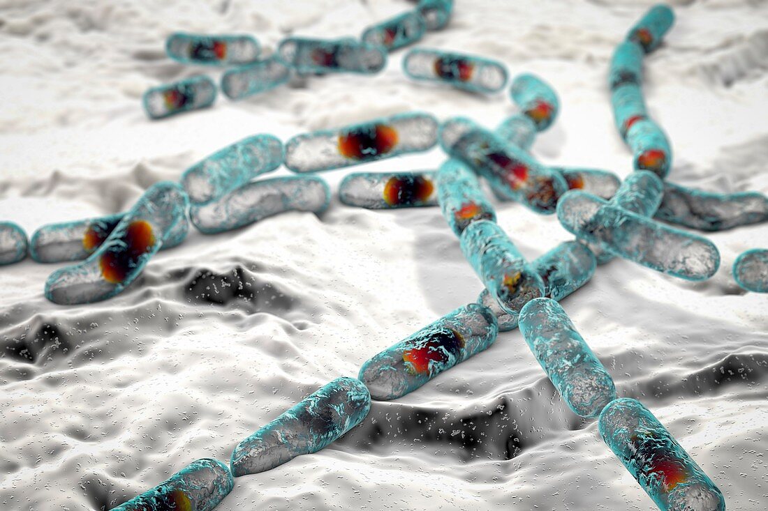 Bacillus cereus bacteria, illustration