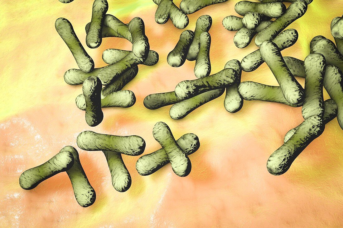 Corynebacterium diphtheriae bacteria, illustration