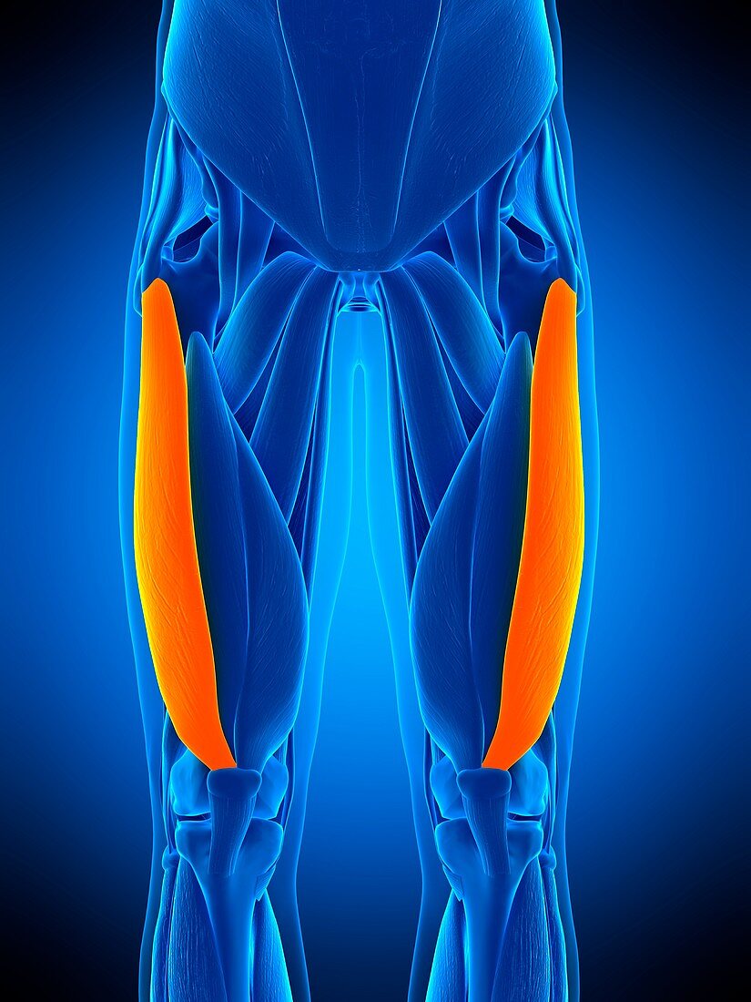 Leg muscles, illustration