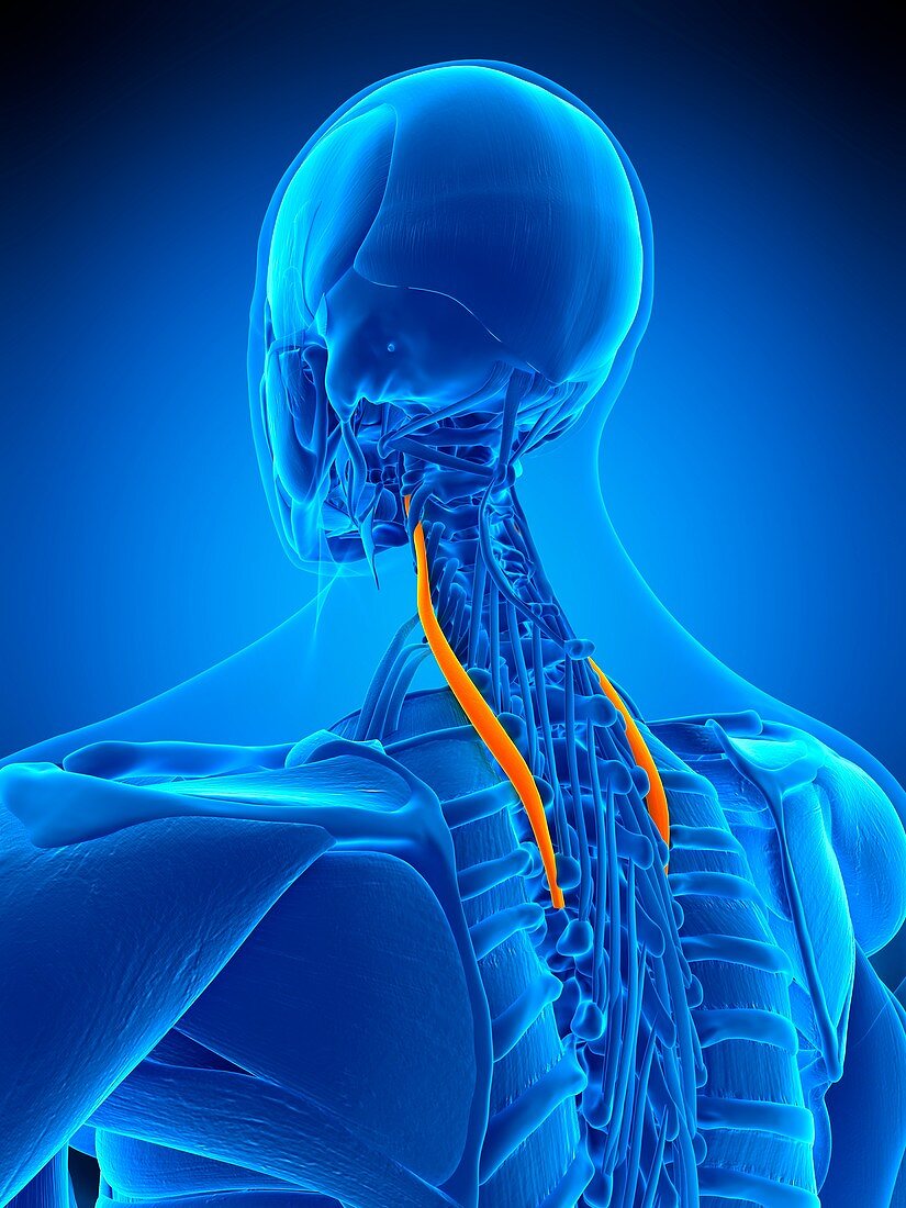 Neck muscles, illustration