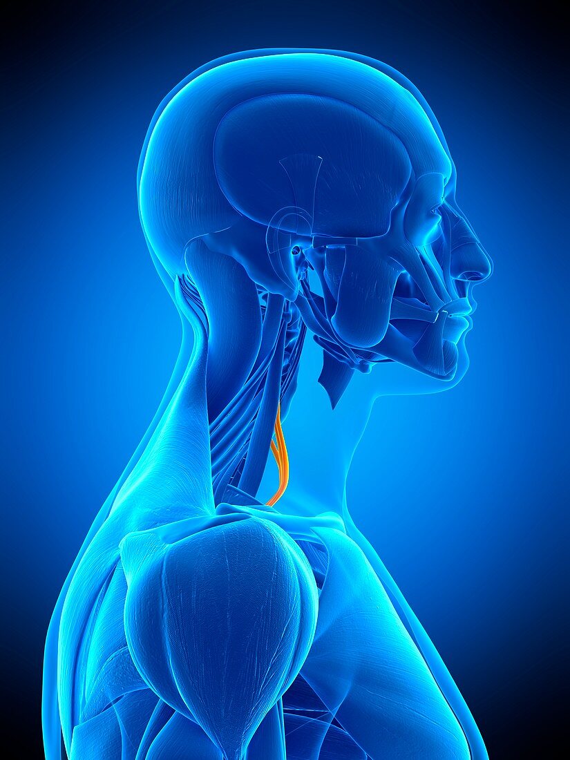 Neck muscles, illustration