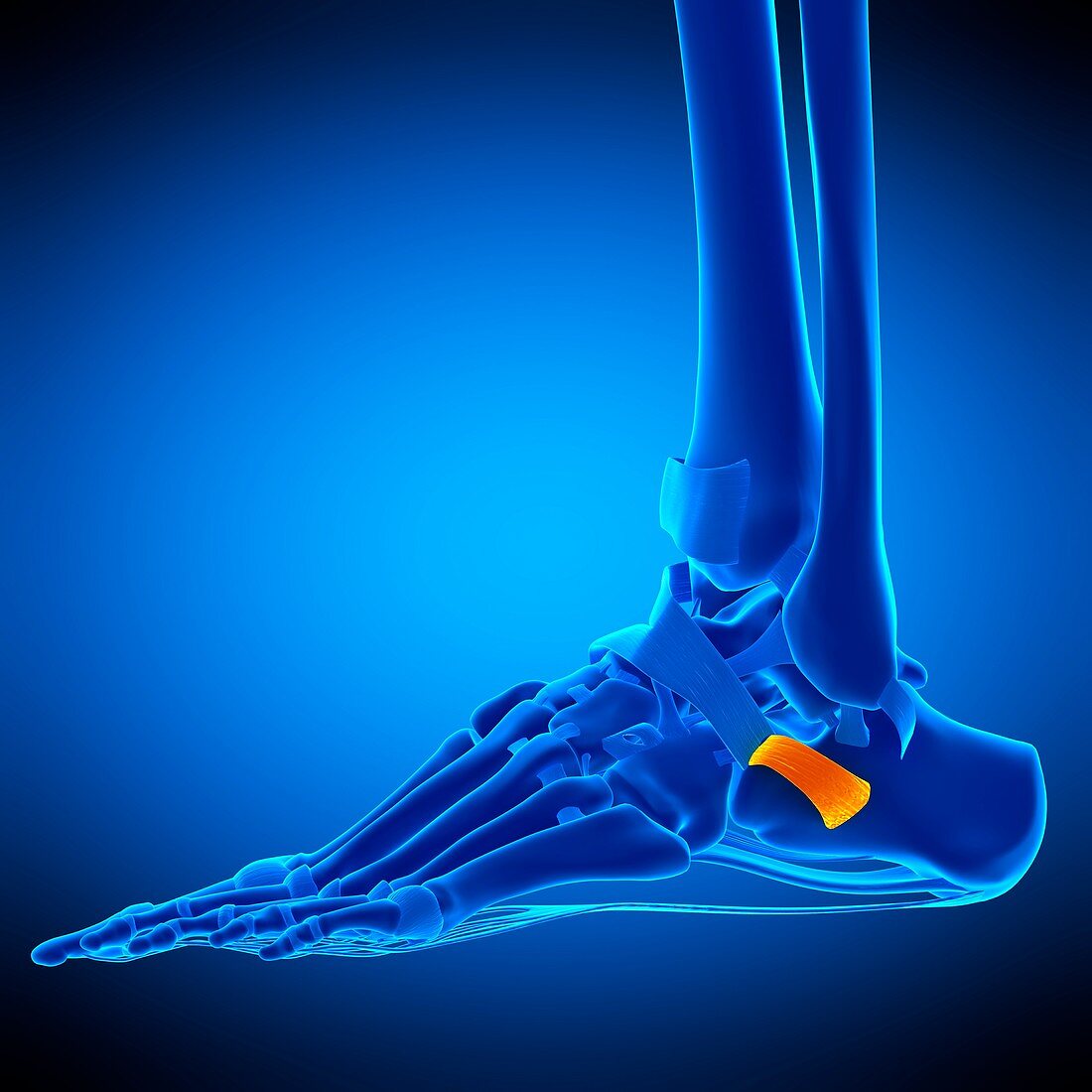 Foot ligament, illustration