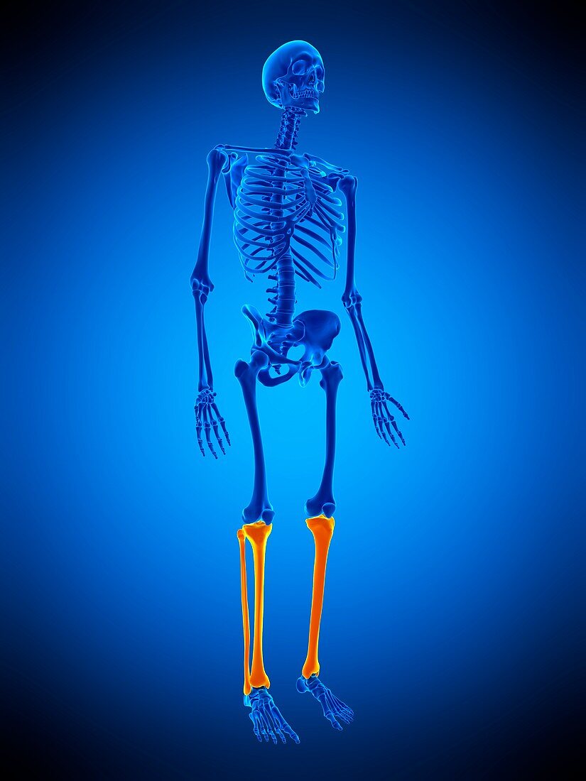 Leg bones, illustration