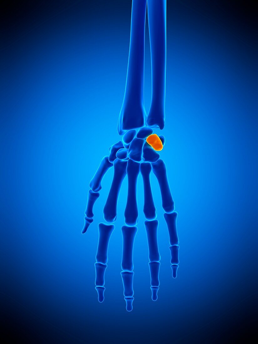 Hand bones, illustration