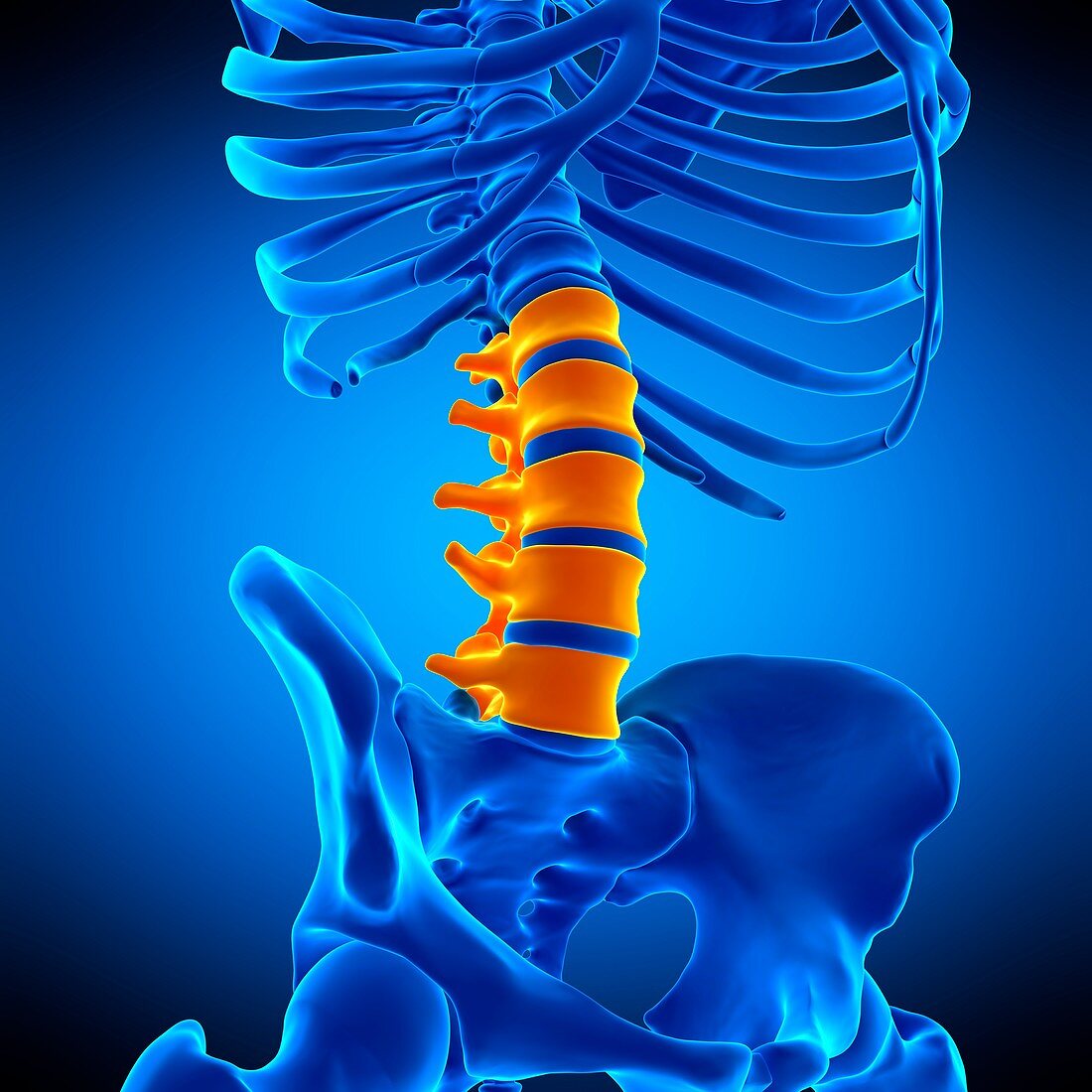 Lumbar spine, illustration