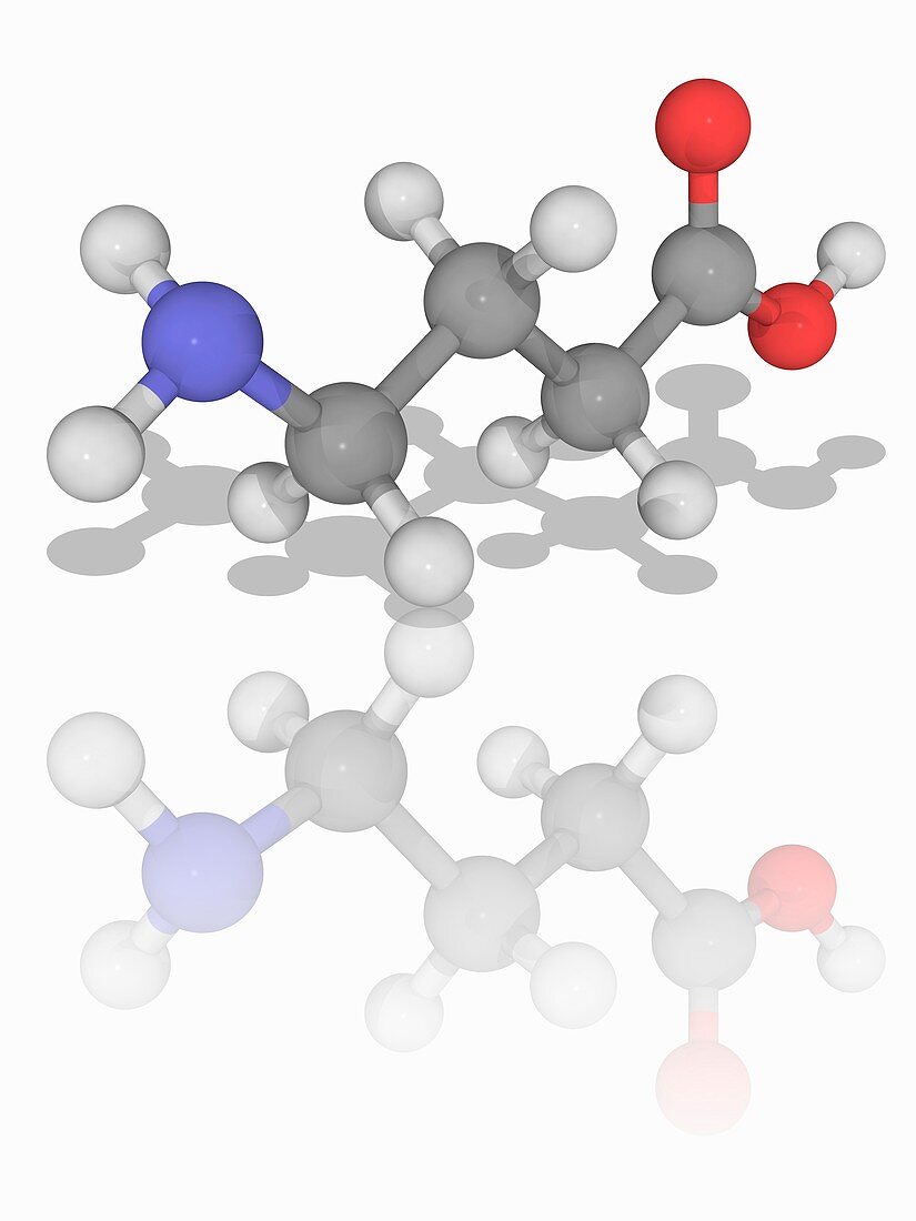 Gamma-aminobutyric acid (GABA) molecule