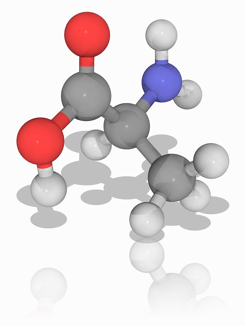 Alanine organic compound molecule
