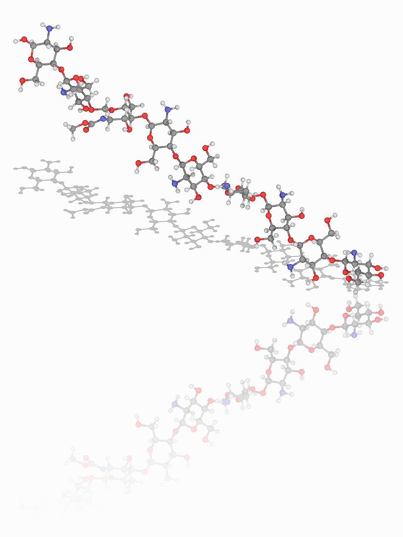 Chitosan polymer chain