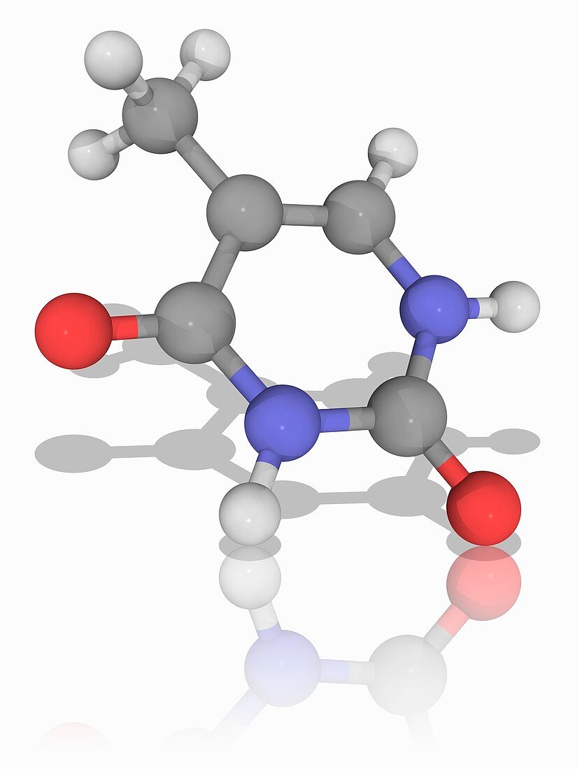 Thymine organic compound molecule