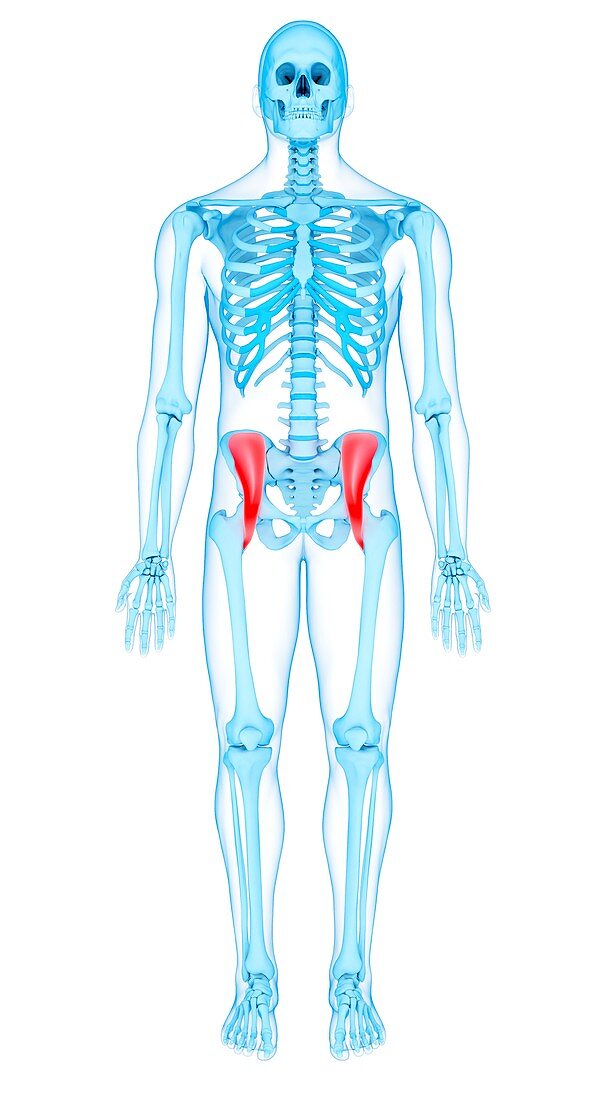Pelvis muscles, illustration