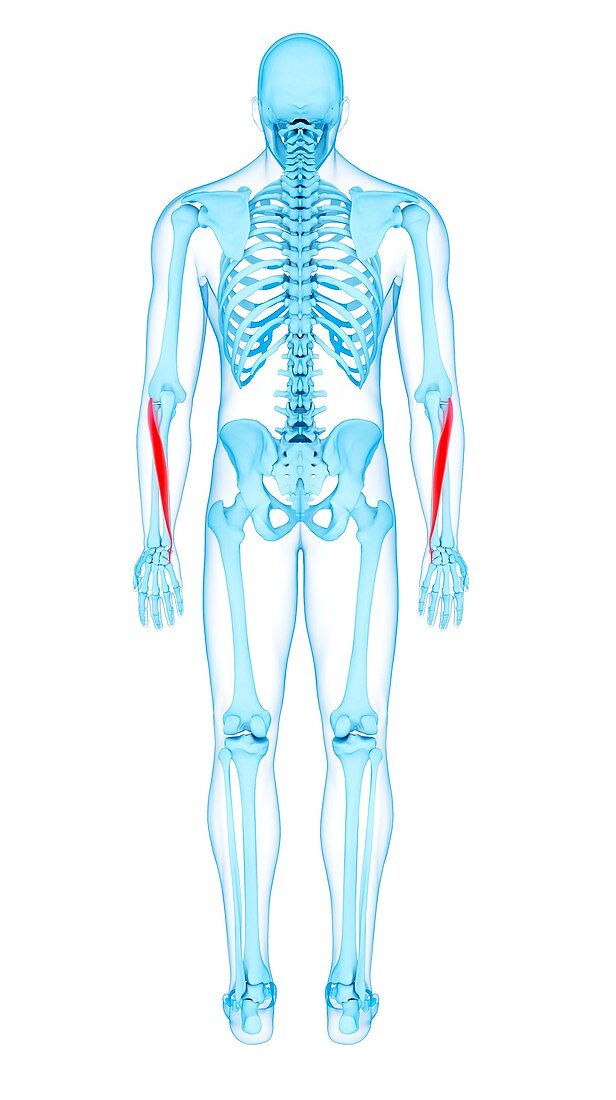 Arm muscles, illustration