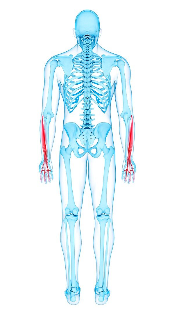 Arm muscles, illustration