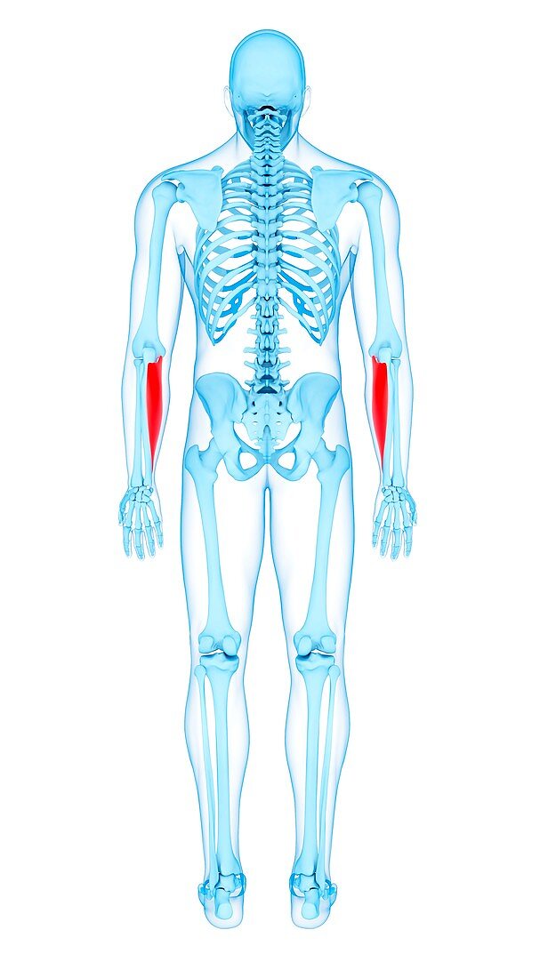 Arm muscles, illustration