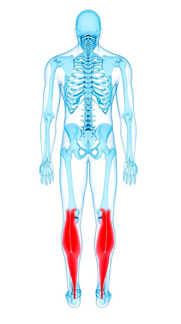 Leg muscles, illustration