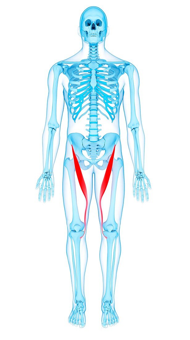 Thigh muscles, illustration