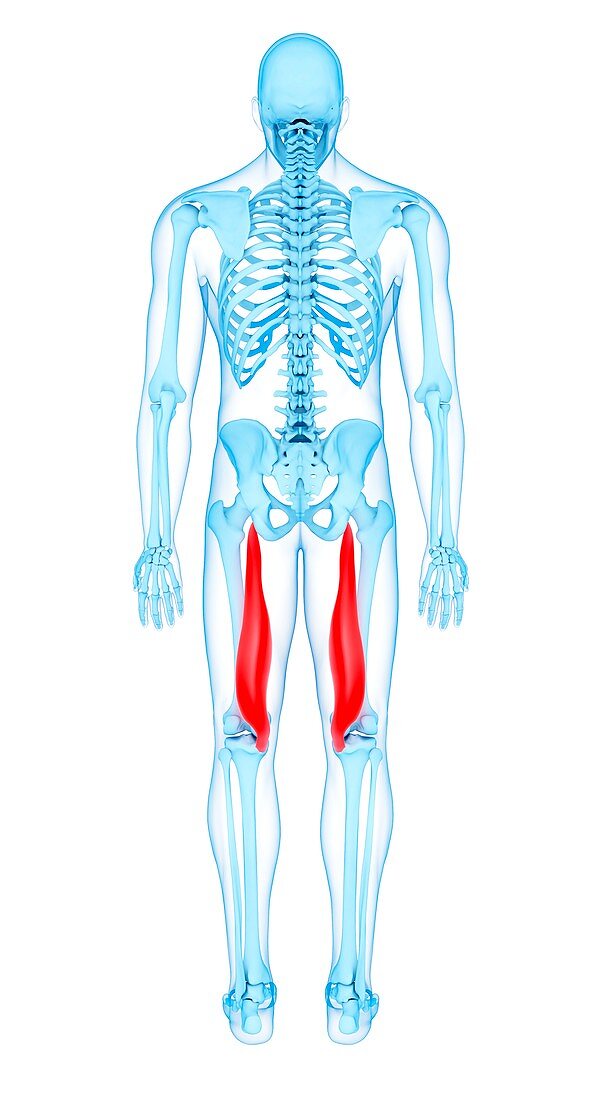 Thigh muscles, illustration