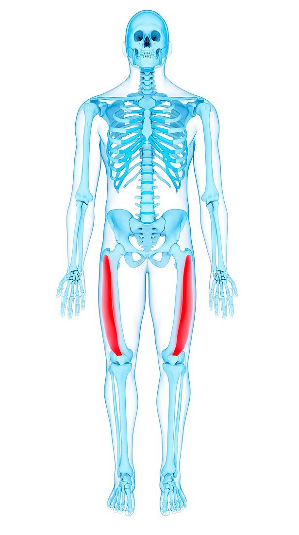 Thigh muscles, illustration