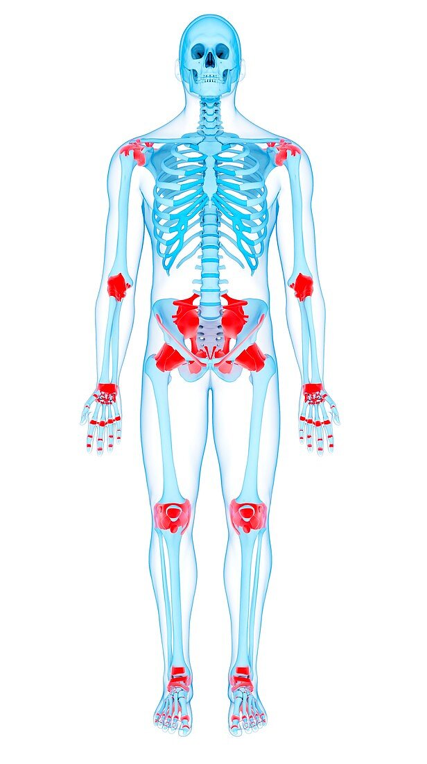 Human ligaments, illustration