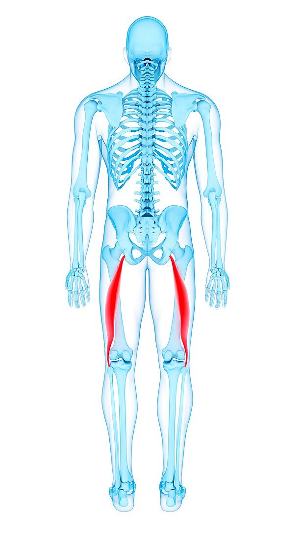 Thigh muscles, illustration