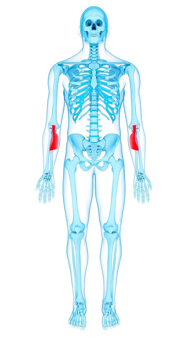 Arm muscles, illustration