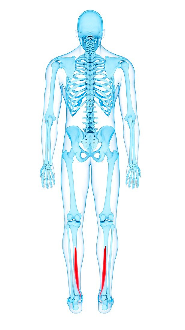 Leg muscles, illustration