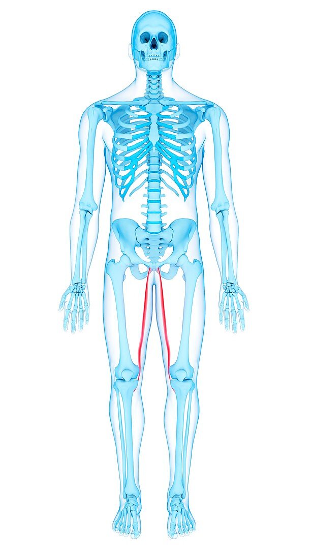 Thigh muscles, illustration