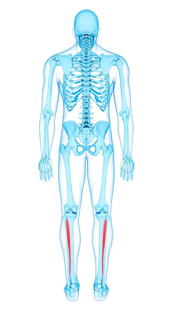 Leg muscles, illustration