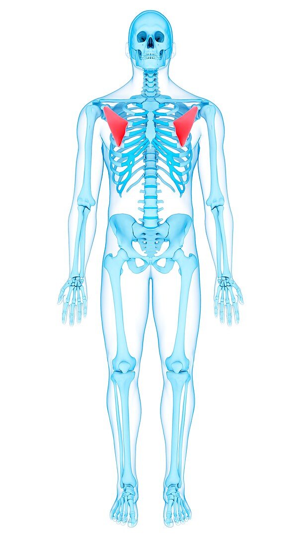 Chest muscles, illustration