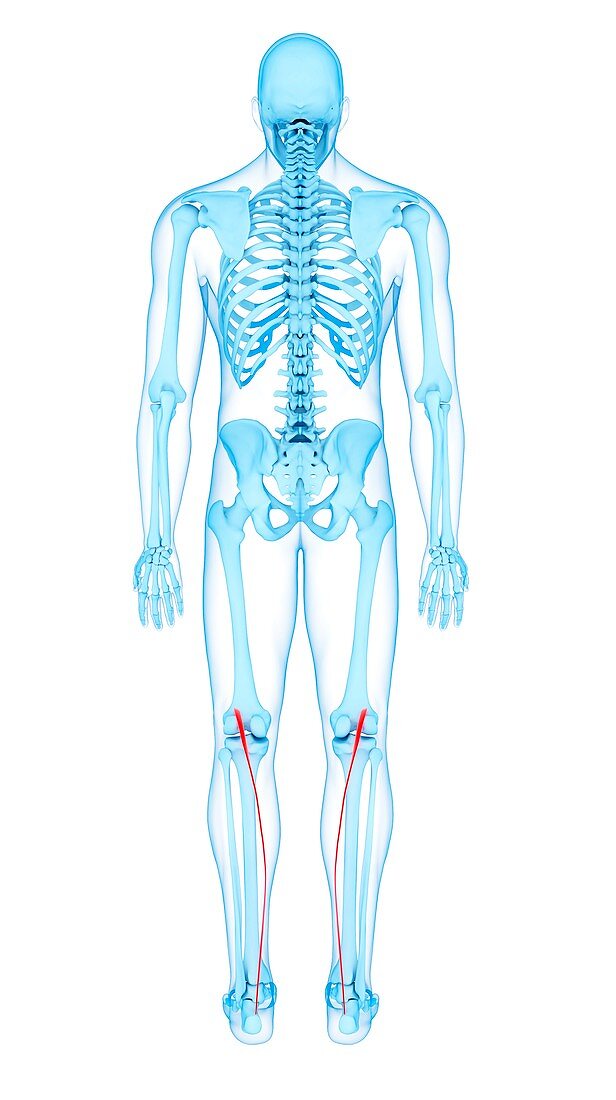 Leg muscles, illustration