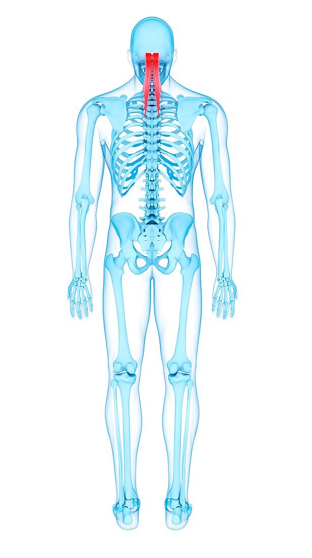 Neck muscles, illustration