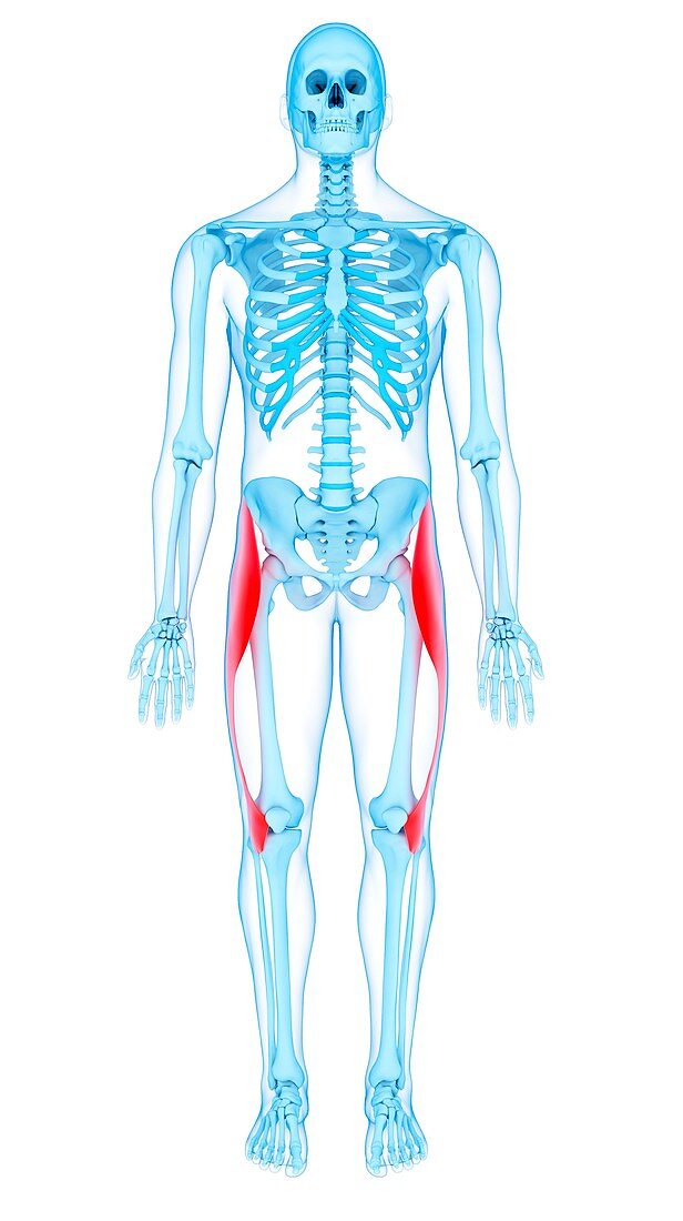 Thigh muscles, illustration