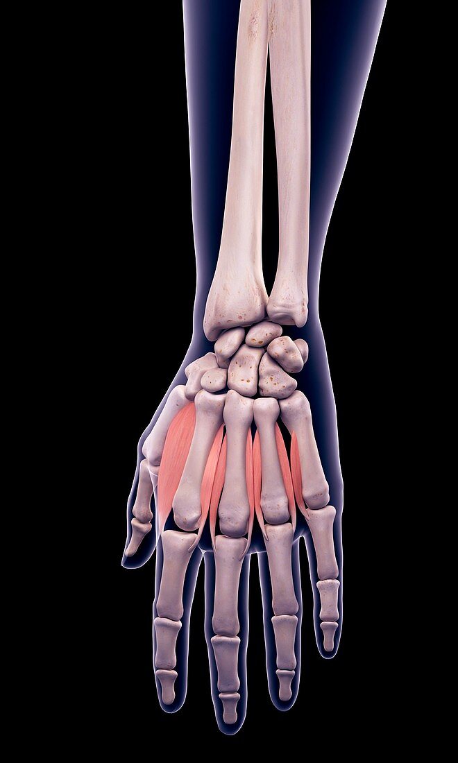 Hand muscles, illustration