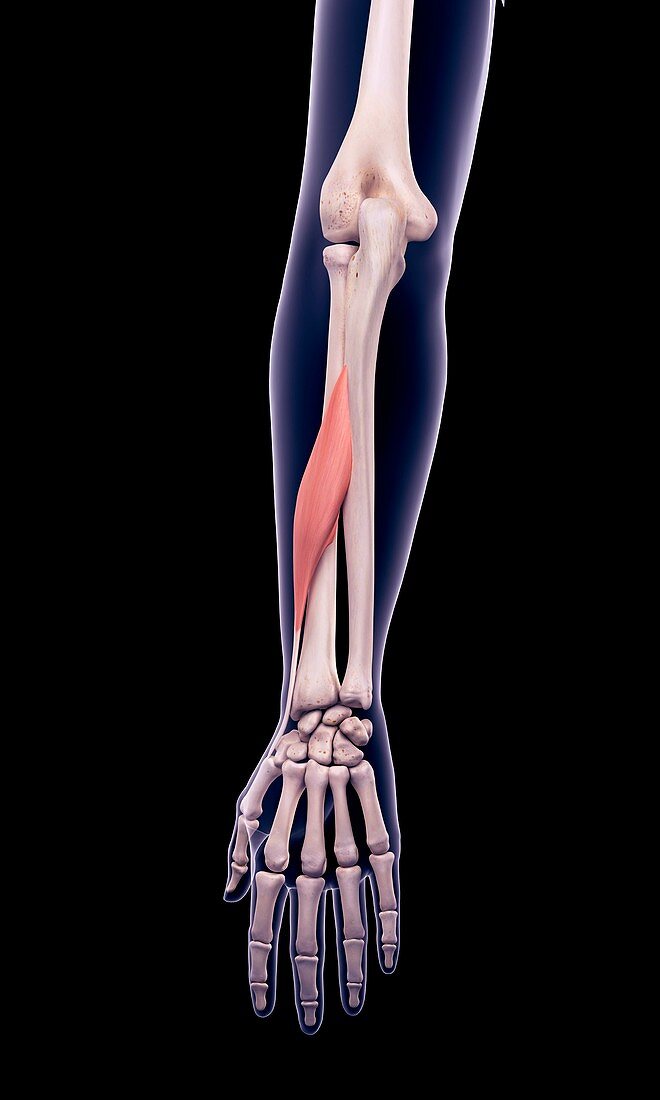 Arm muscle, illustration