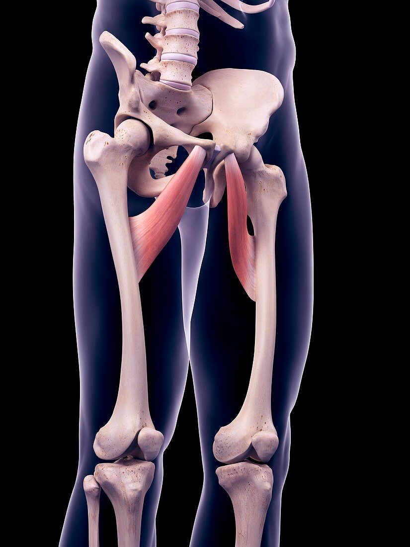 Thigh muscles, illustration