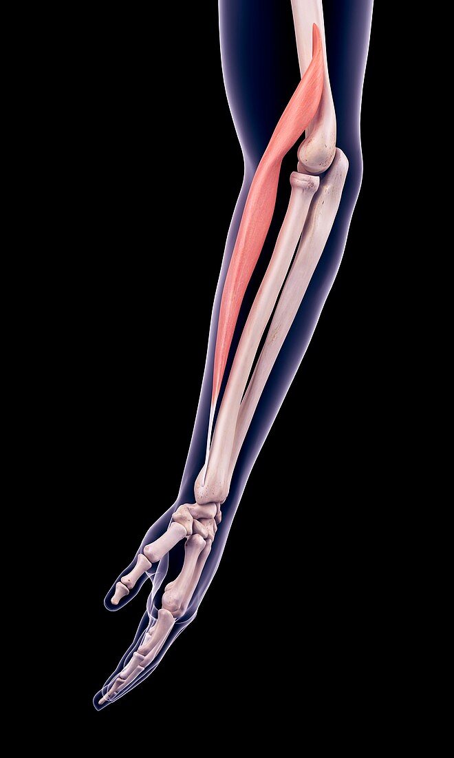 Arm muscle, illustration