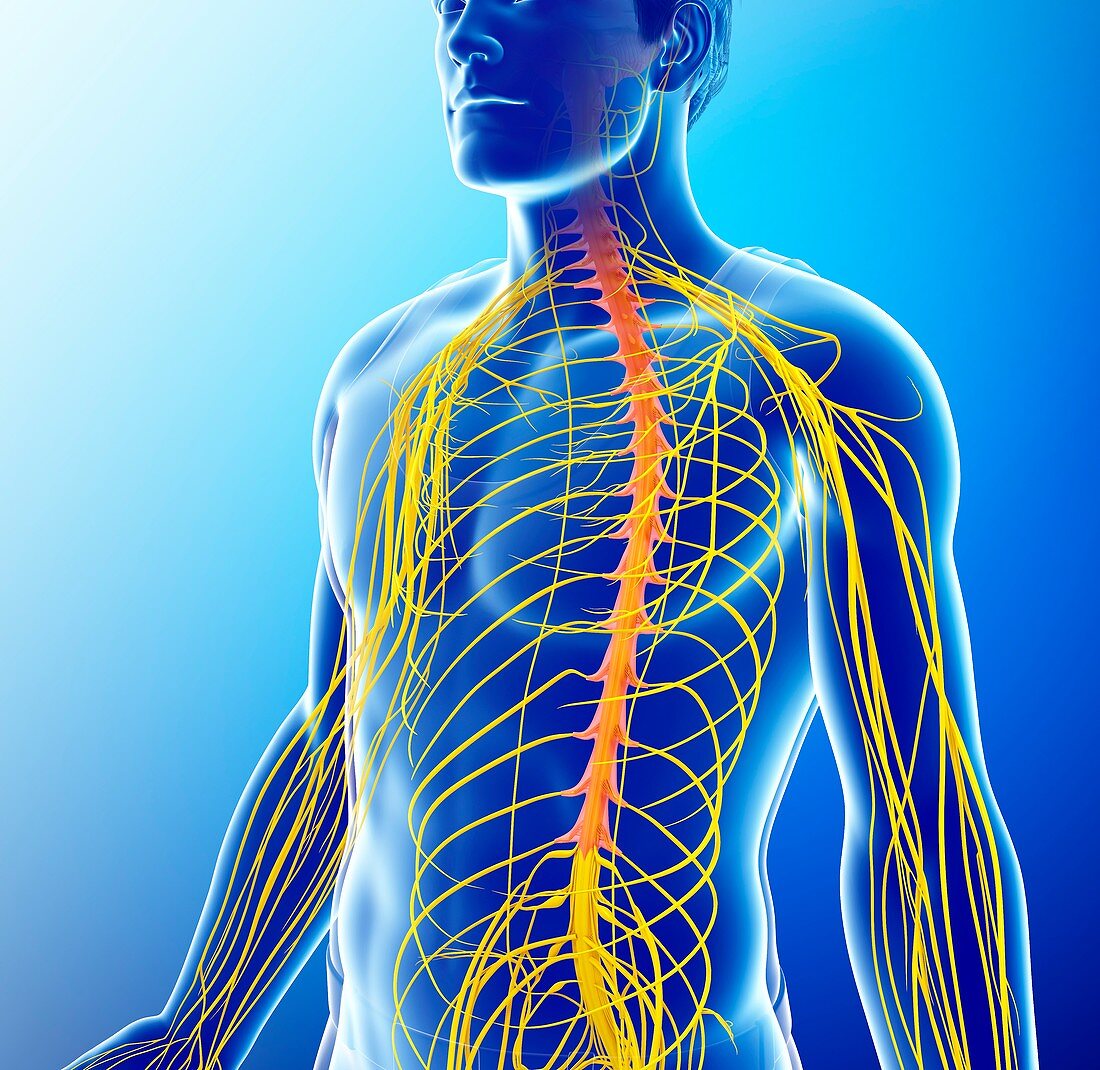 Male nervous system, illustration