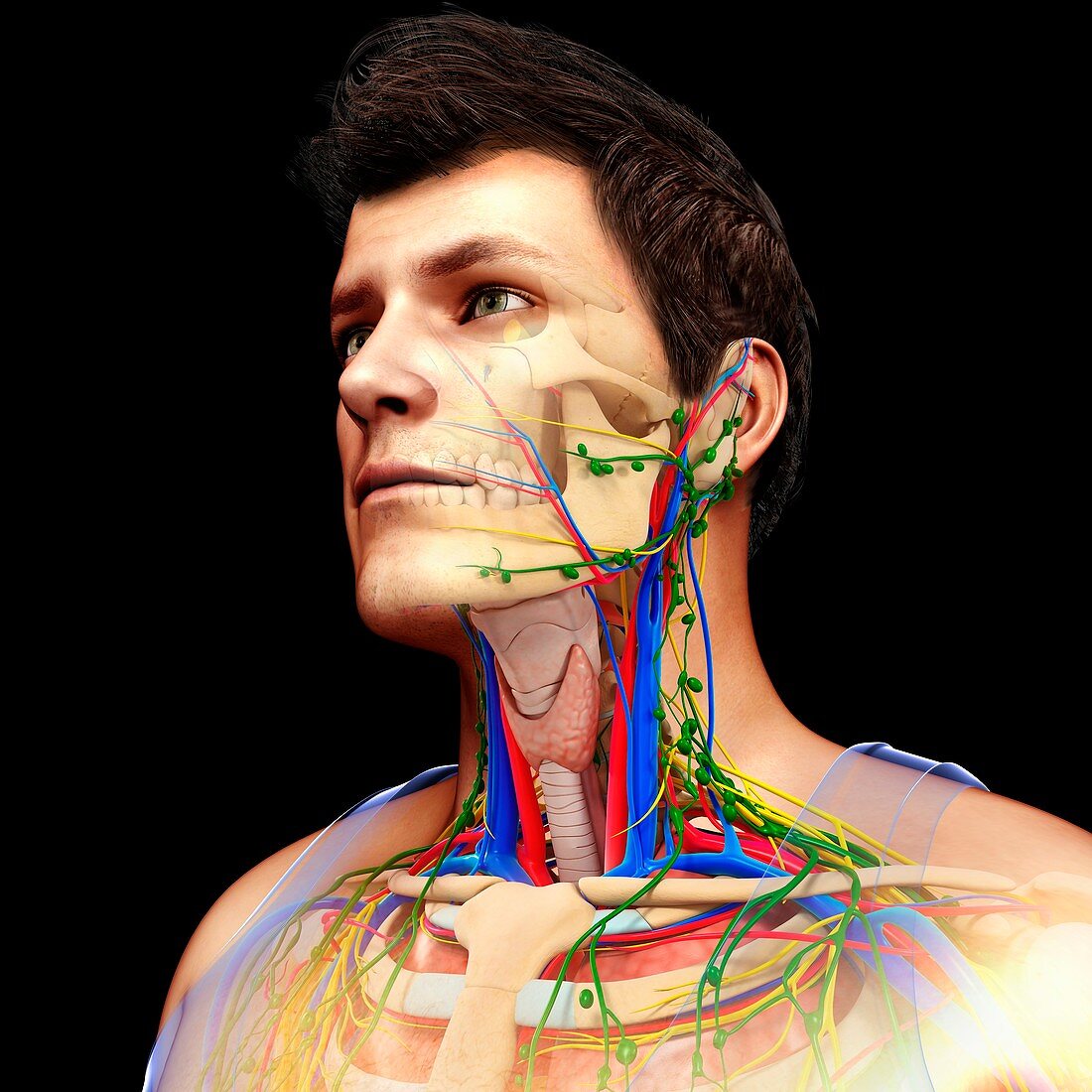 Circulatory, nervous and lymphatic systems, illustration