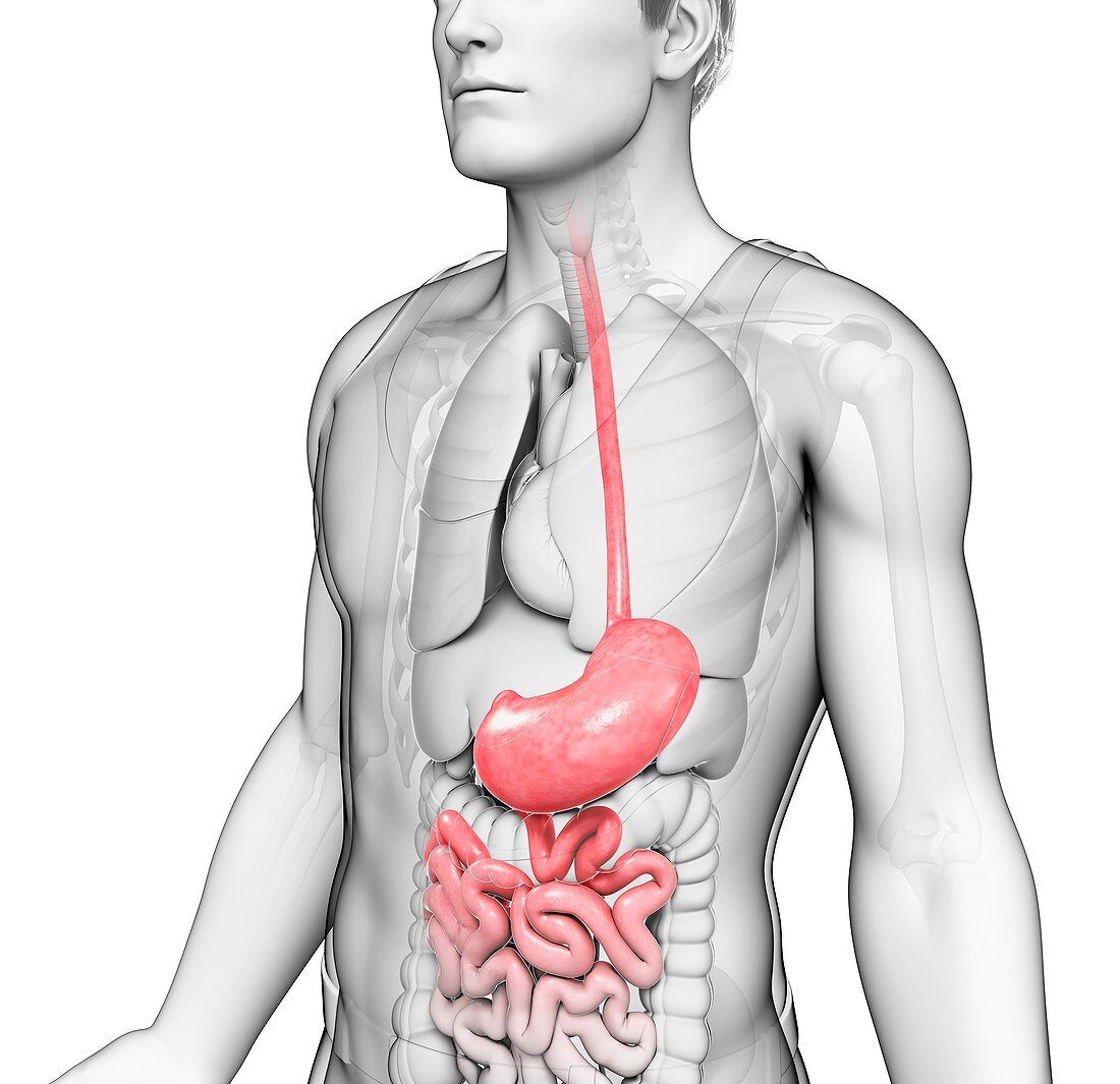 Male stomach, illustration