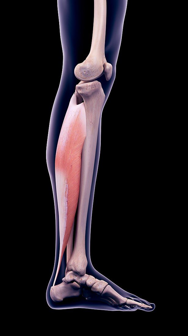 Leg muscle, illustration